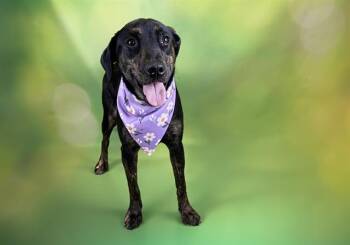 Harrier and Mixed Breed Dogs Available for Adoption in Fort Lauderdale, Florida - BRYNN | PetCurious