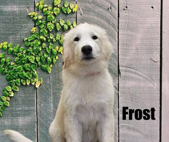 Blizzard, Yukon, Glacier, and Frost -  Great Pyrenees Dog for Adoption in Marshville, North Carolina - Blizzard, Yukon, Glacier, And Frost | PetCurious