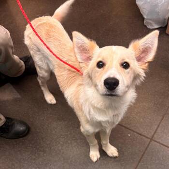 Australian Shepherd and Mixed Breed Dogs Available for Adoption in Norman, Oklahoma - Kirby | PetCurious