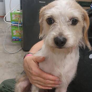 Penelope -  Terrier Dog for Adoption in Evensville, Tennessee - Penelope | PetCurious