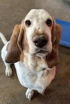 Forrest Gump -  Basset Hound and Mixed Breed Dog for Adoption in Warren, Michigan - Forrest Gump | PetCurious