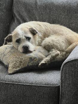 Wire Fox Terrier Dogs Available for Adoption - Bobby | PetCurious