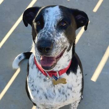 German Shorthaired Pointer and Black Labrador Retriever Dogs Available for Adoption - Beau | PetCurious