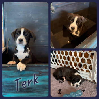 Rescue Boxer and Mixed Breed Dogs for Adoption in Idaho Falls, Idaho - Terk | PetCurious