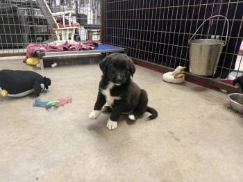 Pineapple -  Border Collie and Flat Coated Retriever Dog for Adoption in Phoenix, Arizona - Pineapple | PetCurious
