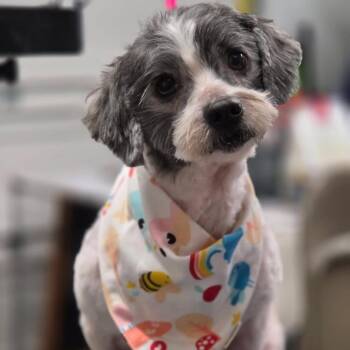 Dozer -  Shih Tzu Dog for Adoption in Martinsburg, West Virginia - Dozer | PetCurious