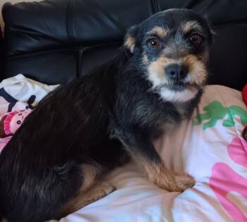 Rescue Terrier Dogs for Adoption in Fort Stockton, Texas - Casper | PetCurious