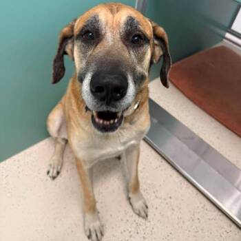 Pony -  Mixed Breed and Great Dane Dog for Adoption in Salt Lake City, Utah - Pony | PetCurious
