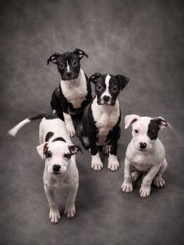 Puppies - Coming Soon -  Pit Bull Terrier Dog for Adoption in Niles, Illinois - Puppies - Coming Soon | PetCurious