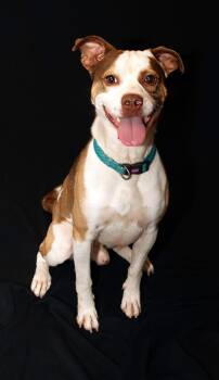 happy -  Mixed Breed Dog for Adoption - Happy | PetCurious