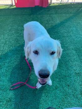 Lily -  Great Pyrenees Dog for Adoption in San Diego, California - Lily | PetCurious