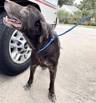 A661305 -  Labrador Retriever Dog for Adoption in Houston, Texas - A661305 | PetCurious