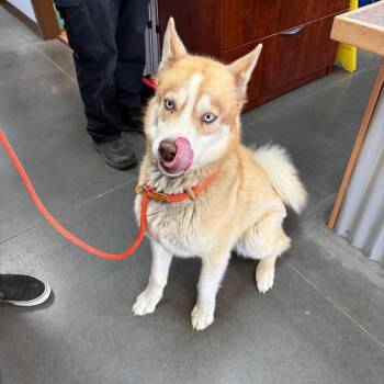 BC-Chaos -  Husky Dog Available for Adoption in Idaho Falls, Idaho - BC-Chaos | PetCurious