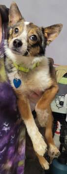 Squeaks -  Rat Terrier Dog for Adoption in Milford, Michigan - Squeaks | PetCurious