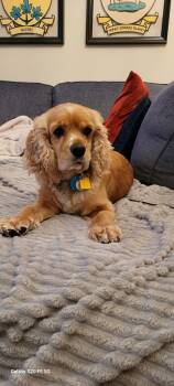 Maple -  Cocker Spaniel Dog for Adoption in Toronto, Ontario - Maple | PetCurious