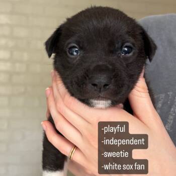 Rescue Black Labrador Retriever Dogs for Adoption in Aledo, Texas - Dalma | PetCurious