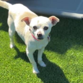 Chihuahua Dogs Available for Adoption - Pinky A5758518 | PetCurious
