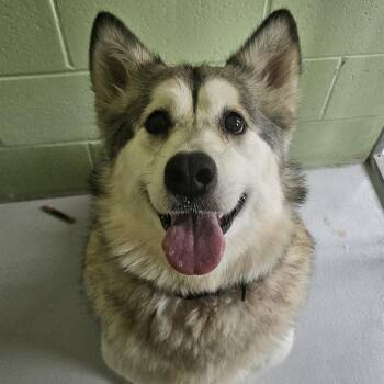 Yah Weh -  Alaskan Malamute Dog for Adoption in Conway, New Hampshire - Yah Weh | PetCurious