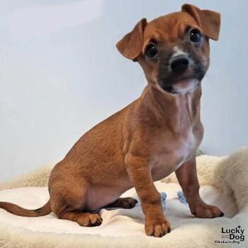 Chihuahua Dogs Available for Adoption - Senorita Cindy | PetCurious