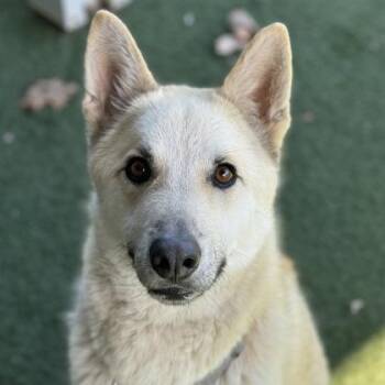 German Shepherd Dog Dogs Available for Adoption - Hero | PetCurious