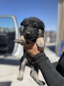 Dakota -  German Shepherd Dog Dog Available for Adoption in Victorville, California - Dakota | PetCurious