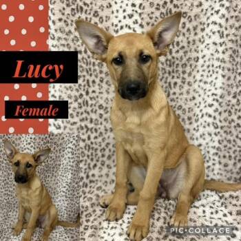 Belgian Shepherd Malinois Dogs Available for Adoption - Lucy | PetCurious