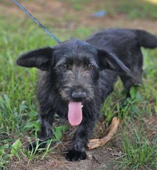 Bertie Q -  Scottish Terrier Dog for Adoption in South Kingstown, Rhode Island - Bertie Q | PetCurious