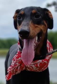 Priscilla - darling girl (IA-4488156) -  Doberman Pinscher Dog for Adoption in Houston, Texas - Priscilla - Darling Girl (IA-4488156) | PetCurious