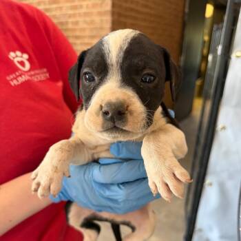 Pit Bull Terrier Dogs Available for Adoption in Birmingham, Alabama - Teddy | PetCurious