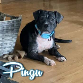 Dachshund and Pug Dogs Available for Adoption in Hillsboro, Ohio - Pingu | PetCurious