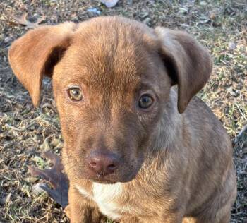 Chocolate Labrador Retriever and Mountain Cur Dogs Available for Adoption - Rosebud Bloom - Local Pup | PetCurious
