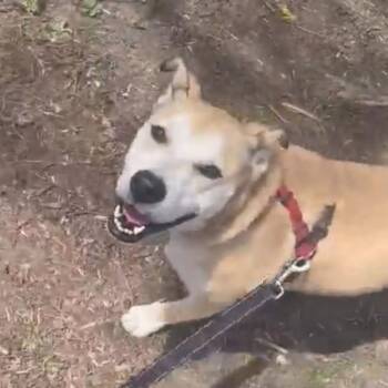 Rescue Mixed Breed Dogs for Adoption in Richmond Hill, Ontario - Theo | PetCurious