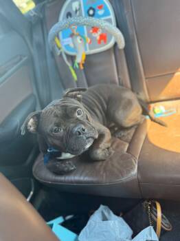 Rescue Pit Bull Terrier and Mixed Breed Dogs for Adoption in Edmond, Oklahoma - Romeo | PetCurious