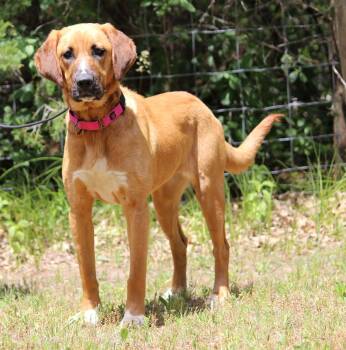 Sunny -  Mixed Breed and Labrador Retriever Dog Available for Adoption in Portage, Wisconsin - Sunny | PetCurious
