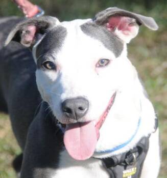 Mixed Breed Dogs Available for Adoption - ZOEY | PetCurious