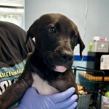 Nitro -  Mixed Breed Dog for Adoption in Poplar Bluff, Missouri - Nitro | PetCurious