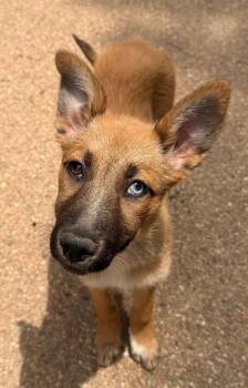 Sencha -  Australian Cattle Dog Blue Heeler and Retriever Dog for Adoption in Fort Lupton, Colorado - Sencha | PetCurious