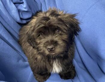 Shiloh -  Shih Tzu and Pug Dog for Adoption in Decorah, Iowa - Shiloh | PetCurious