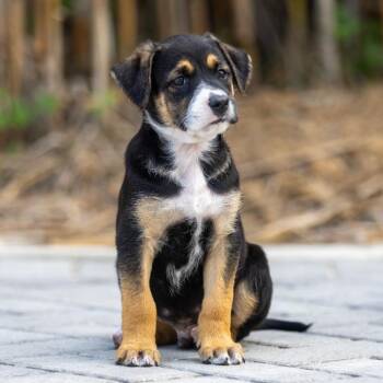 Rescue Labrador Retriever and Shepherd Dogs for Adoption in San Diego, California - Bessie Pup - Hereford | PetCurious
