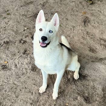 Layla -  Husky Dog for Adoption in Brookhaven, New York - Layla | PetCurious