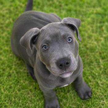 Pit Bull Terrier Dogs Available for Adoption in St. Petersburg, Florida - Penny | PetCurious