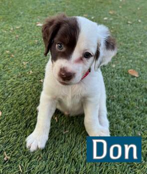 Don -  Brittany Spaniel Dog for Adoption in Southlake, Texas - Don | PetCurious