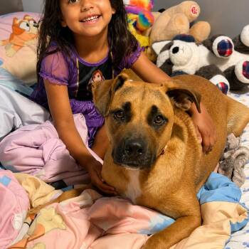 Noelle (Family Friendly, Trained, Smart, Adventure Buddy) -  Rhodesian Ridgeback and Black Mouth Cur Dog for Adoption in Houston, Texas - Noelle (Family Friendly, Trained, Smart, Adventure Buddy) | PetCurious