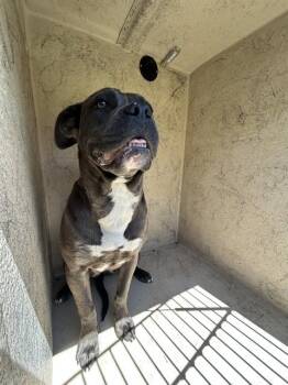 Cane Corso and Mixed Breed Dogs Available for Adoption in Oklahoma City, Oklahoma - A472400 | PetCurious