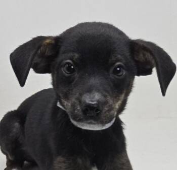 Terrier Dogs Available for Adoption in Newport, Tennessee - Quintessence | PetCurious
