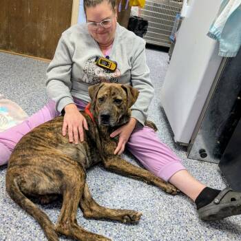 Rescue Mixed Breed Dogs for Adoption in Yanceyville, North Carolina - Lenny 25-1694 | PetCurious