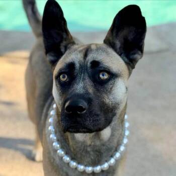 Terrier Dogs Available for Adoption in Bloomfield, Connecticut - Amelia | PetCurious