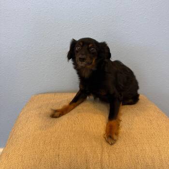 Ube -  Terrier Dog for Adoption in Fresno, California - Ube | PetCurious