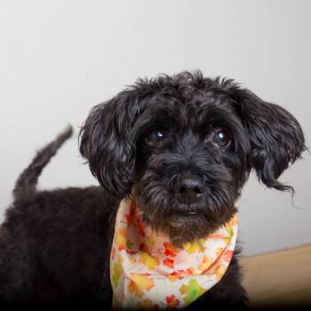 Sparkles D71464 -  Miniature Schnauzer and Miniature Poodle Dog for Adoption in Minnetonka, Minnesota - Sparkles D71464 | PetCurious