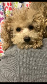 sydney -  Poodle Dog for Adoption in Smithville, Missouri - Sydney | PetCurious